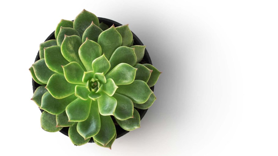 Цветок в горшке вид сверху