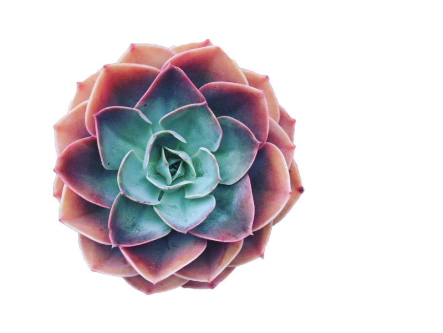 Эхеверия бордо