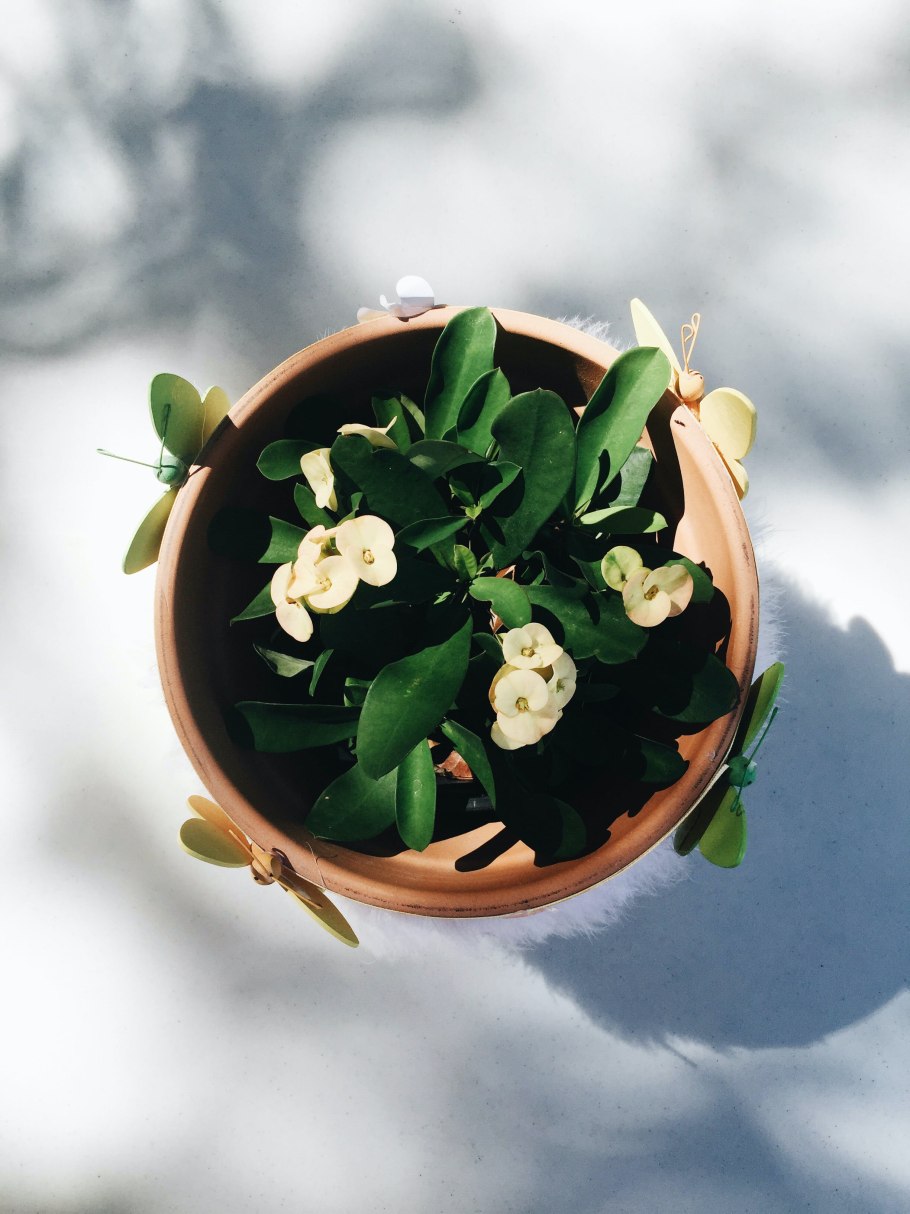 Цветок в горшке вид сверху