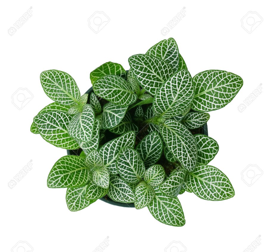 Вазон с цветком вид сверху