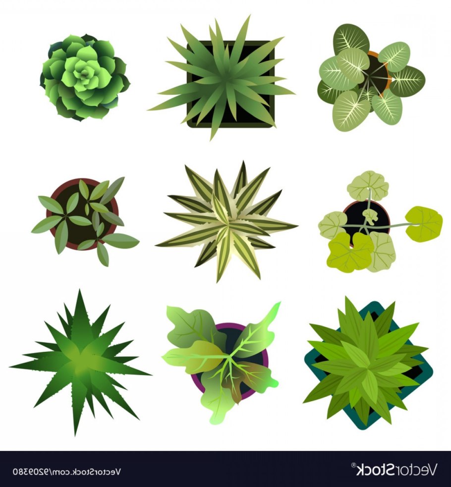 Векторные растения вид сверху