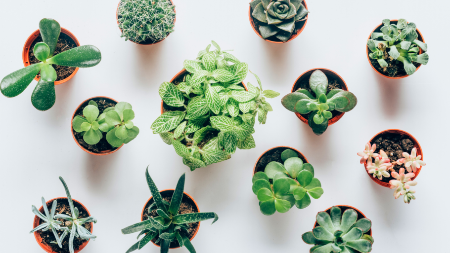 Суккулент в горшке вид сверху