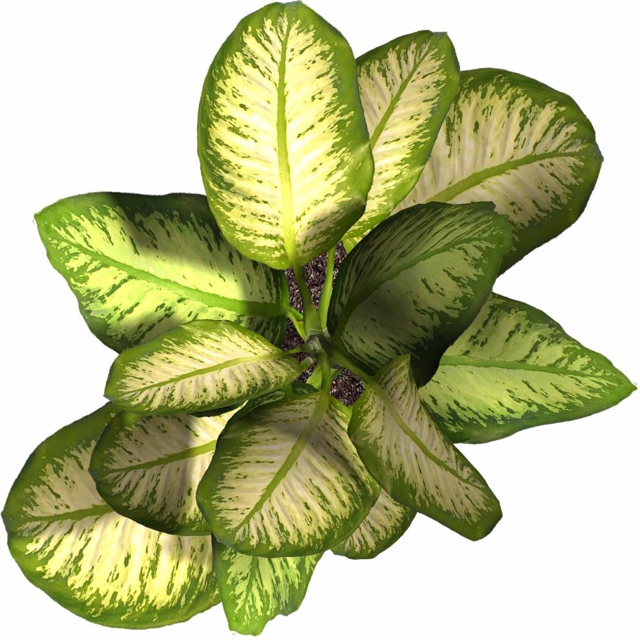 Комнатные растения вид сверху