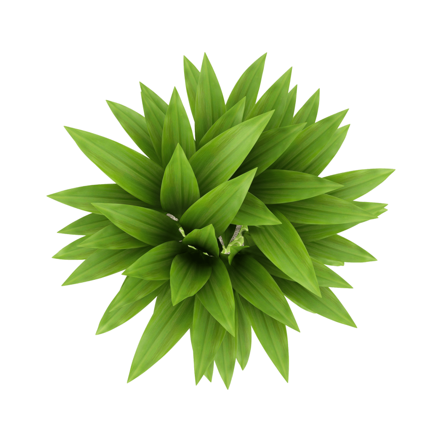 Комнатные растения вид сверху