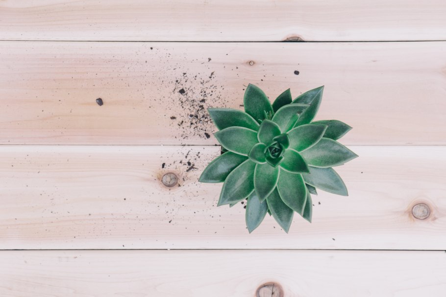 Суккулент в горшке вид сверху