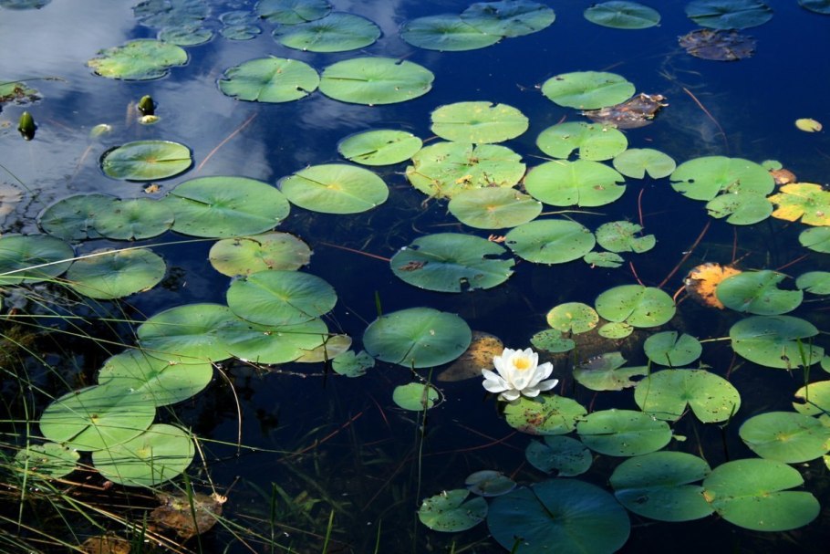 Водоросли под водой