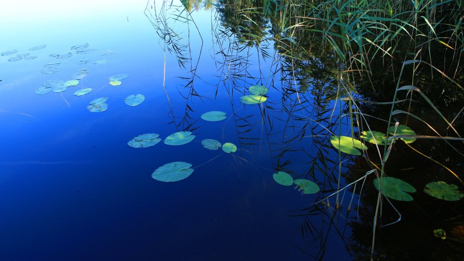Potamogeton Natans рдест плавающий