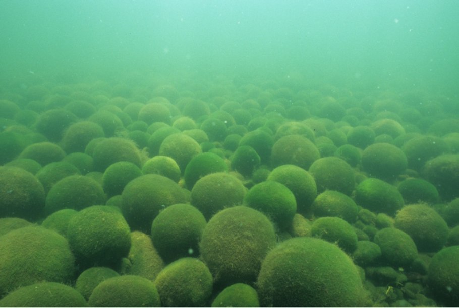 Hairgrass водоросли