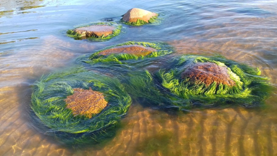 Пресноводные водоемы