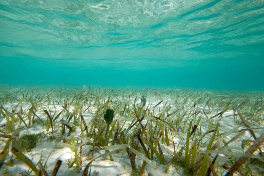 Кувшинка Nymphaea Albatross