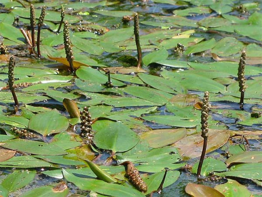Кувшинка растение водоемов Урала