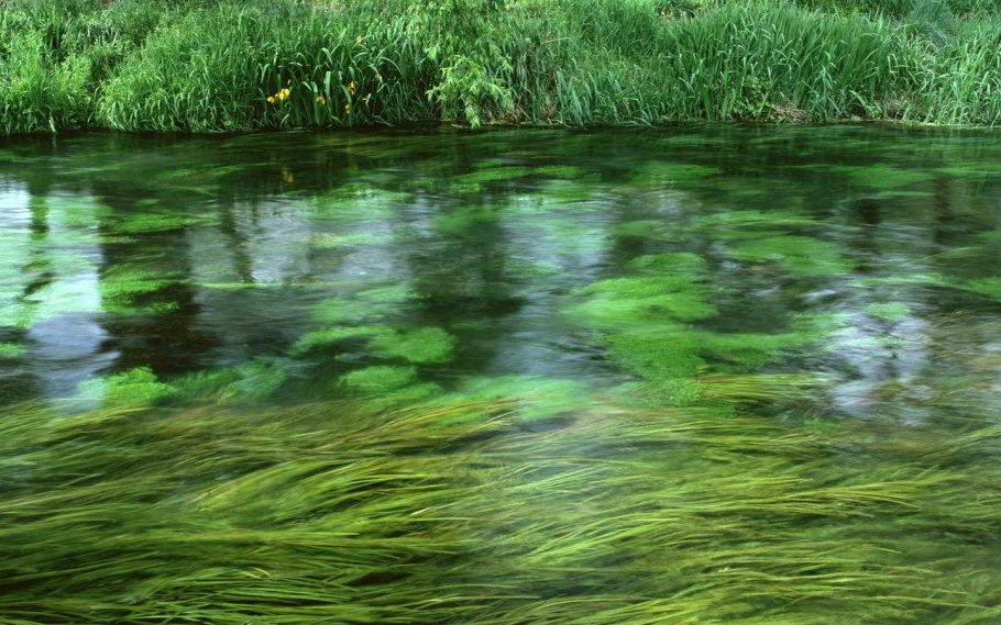 Зеленые водоросли – chlorop