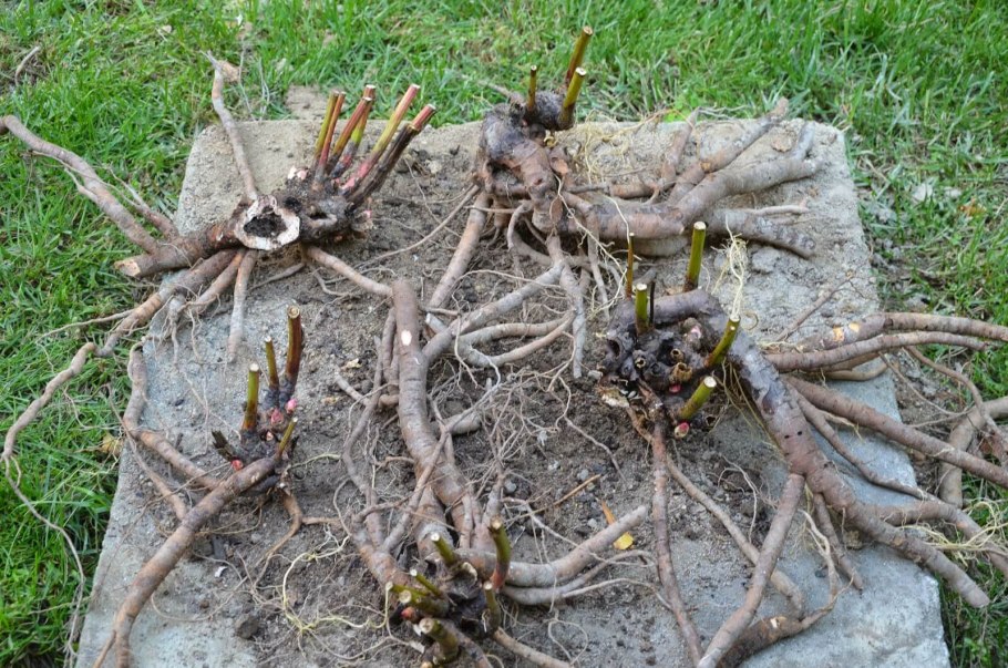 Вегетативное размножение малины