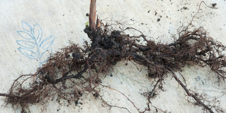 Самшит отростками размножается