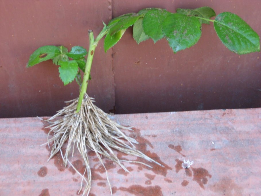 Черенкование туи