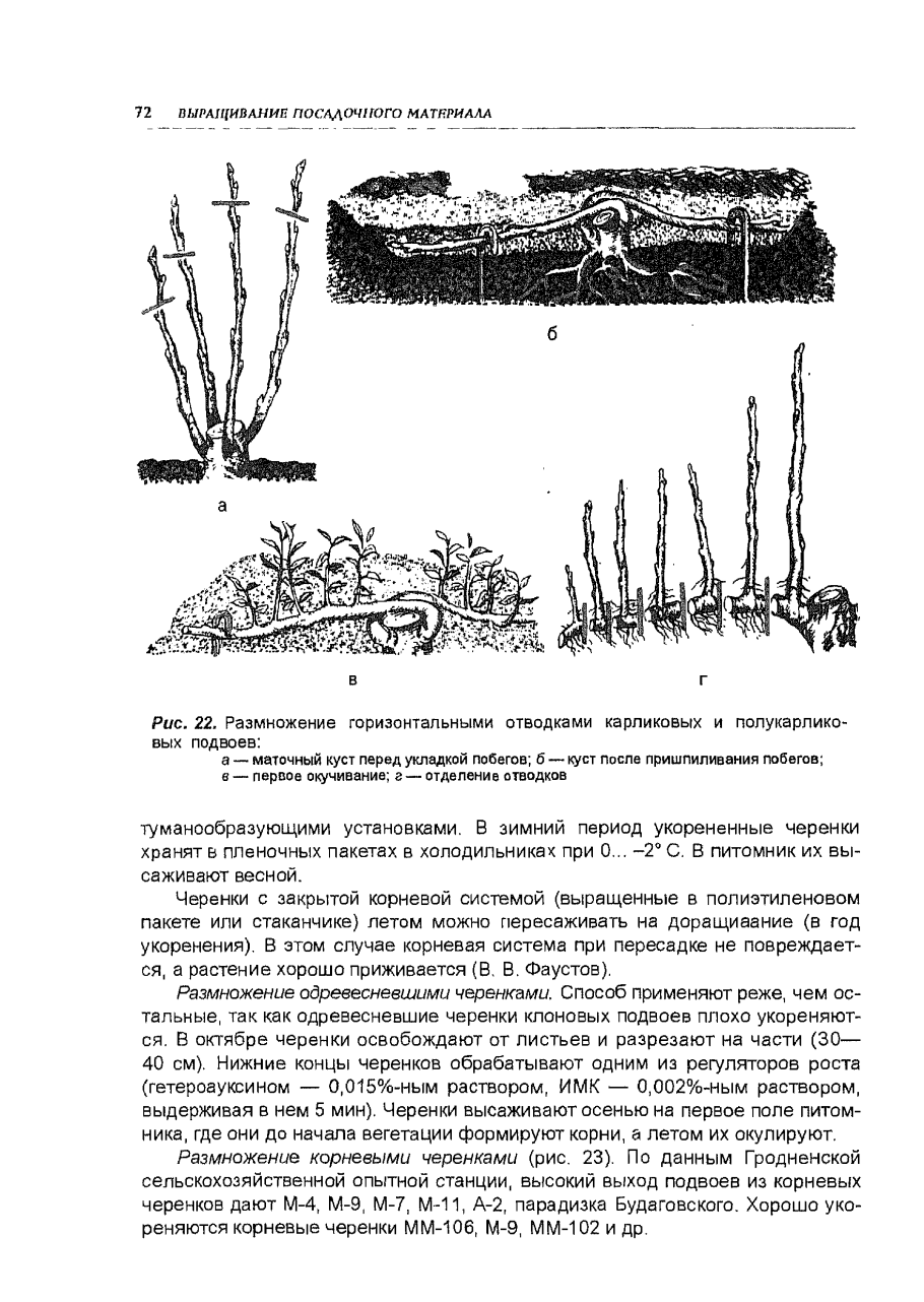 Размножение йошты отводками