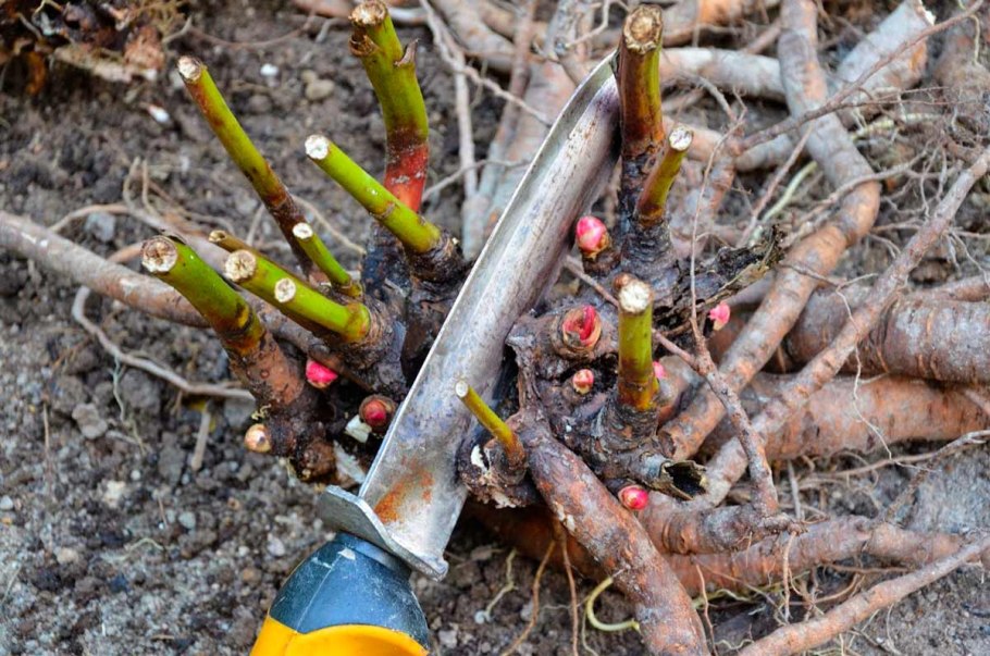 Привой розы