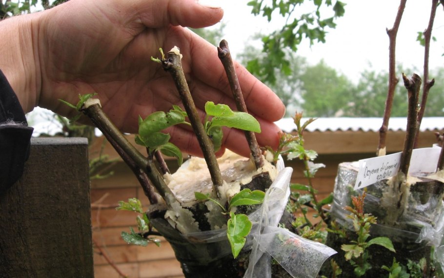 Магнолия размножение черенками