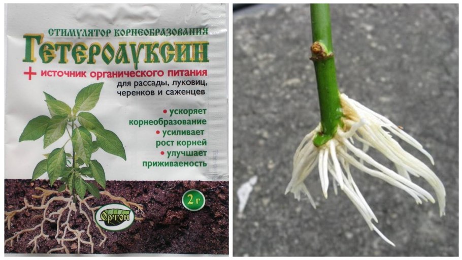 Арония черноплодная прививка