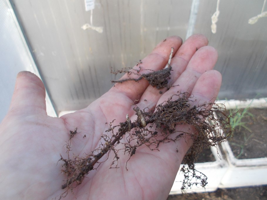 Таблица прививки плодовых деревьев