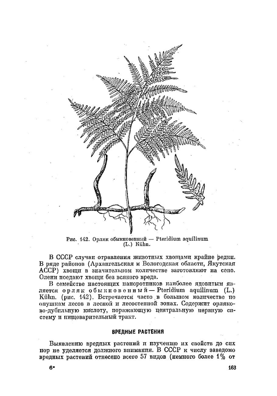 Орляк обыкновенный (Pteridium aquilinum)