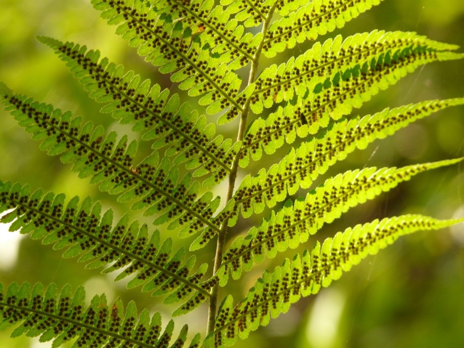 Орляк обыкновенный (Pteridium aquilinum)