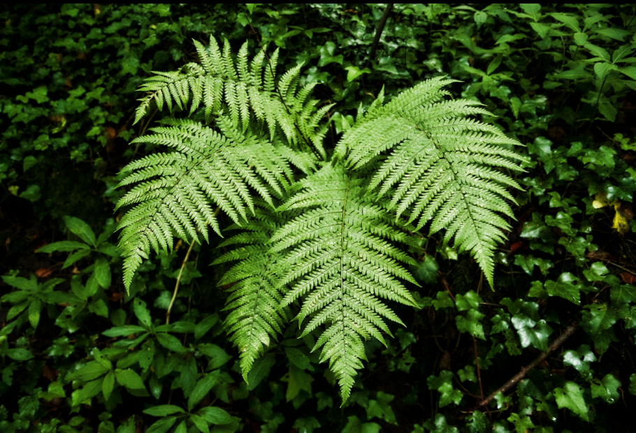 Папоротник (Polypodiophyta)
