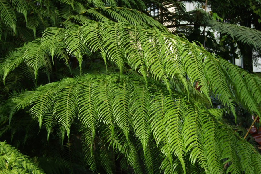 Plant diversity Journal