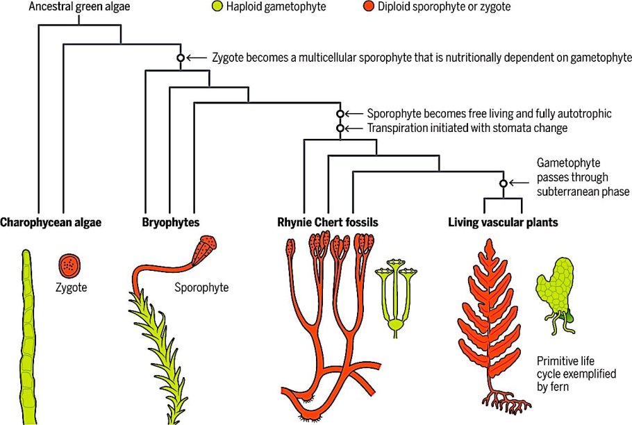• Bryophytes отличительные растения кратко