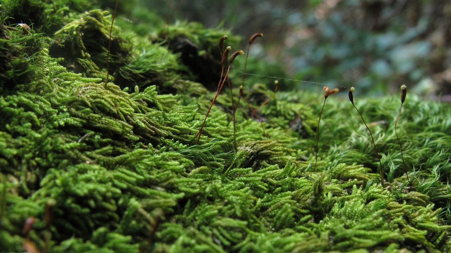 Цикл мха сфагнума