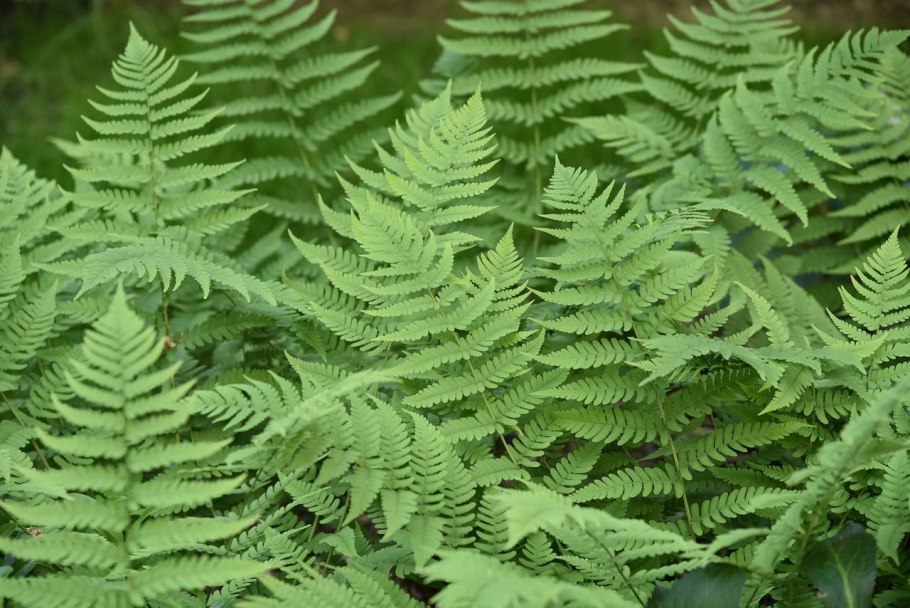 Спорофит мха фото