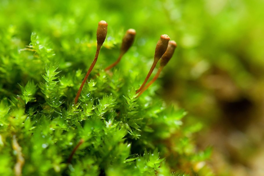 Bryum argenteum