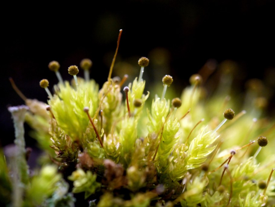 Многорядник страусник обыкновенный