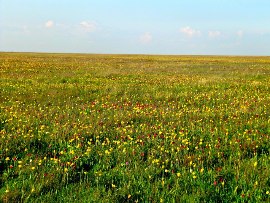 Оренбургский заповедник Флора
