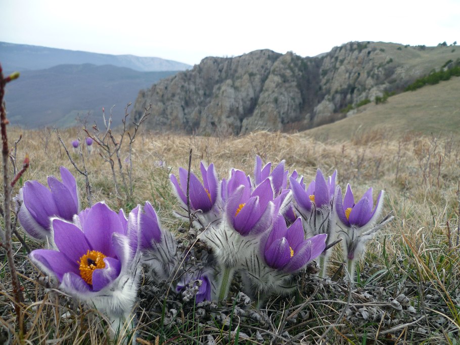 Аркалыкская степь