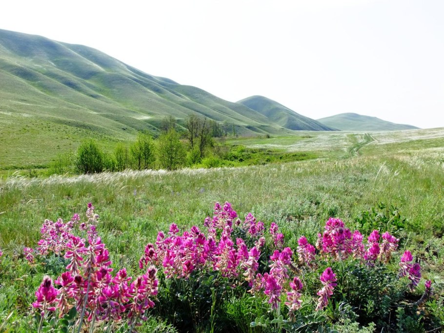 Луговые цветы Забайкалья