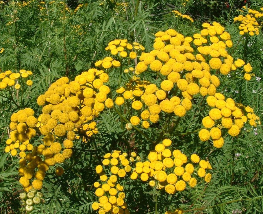 Пижма обыкновенная (Tanacetum vulgare)