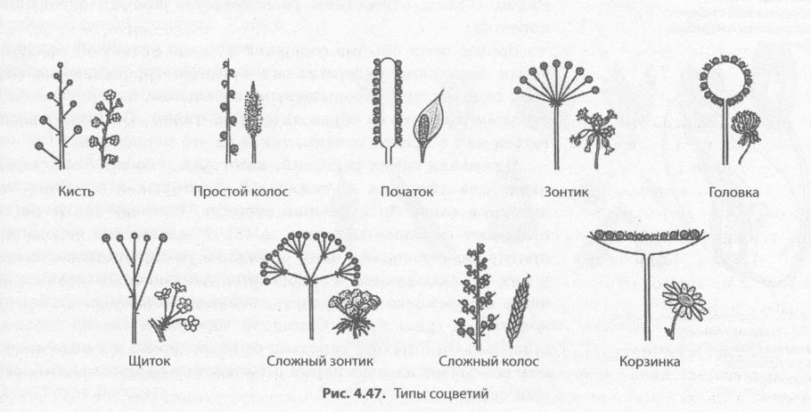 Пижма обыкновенная