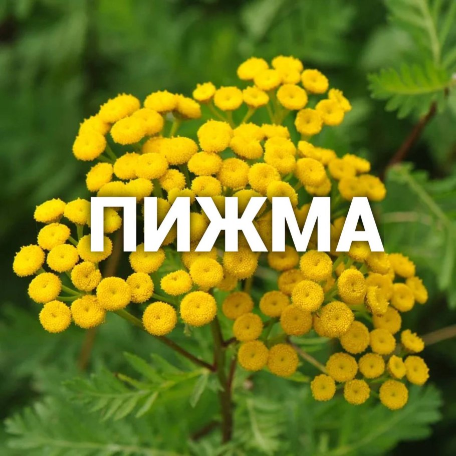 Пижма обыкновенная раскраска