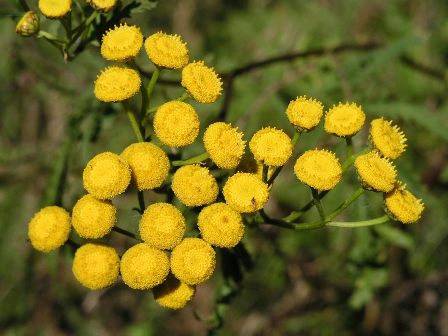 Пижма обыкновенная (Tanacetum vulgare l.)