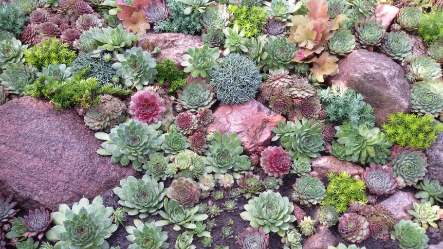 Селагинелла Мартенса