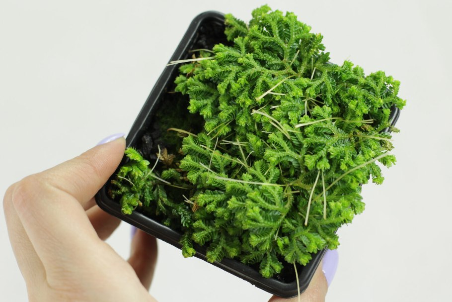 Селагинелла Краусса (Selaginella kraussiana)