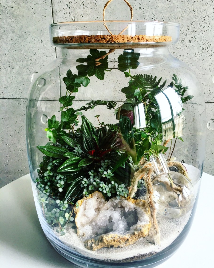 Почвопокровные многолетники каменная роза