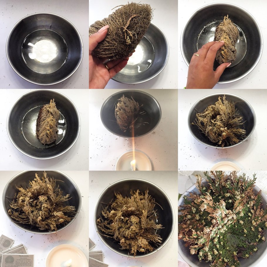 Селагинелла