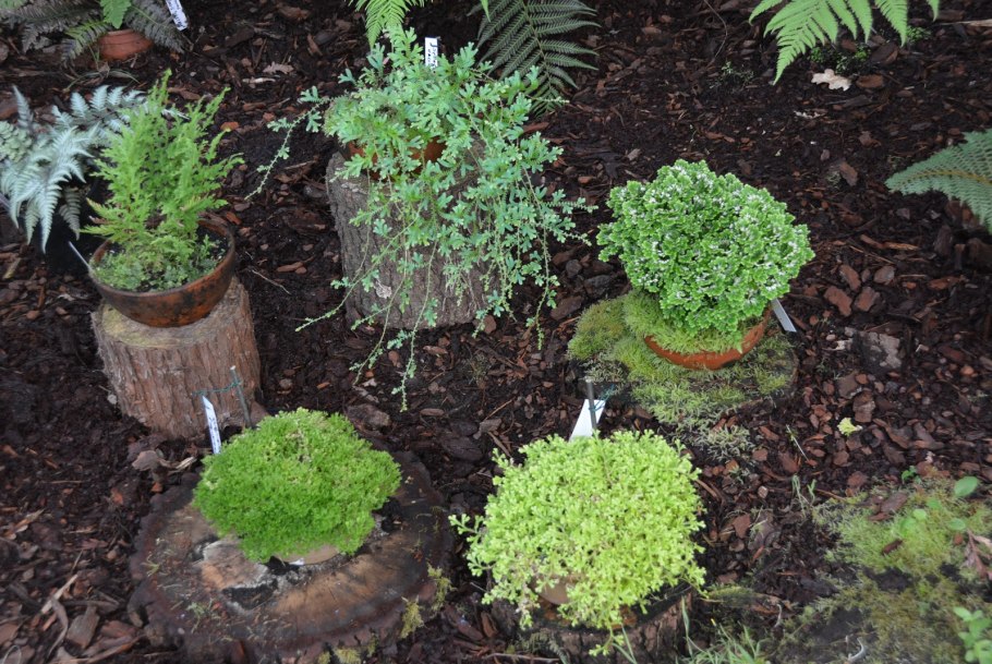 Селагинелла апода