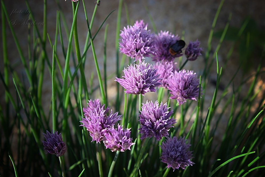 Лук порей дикий