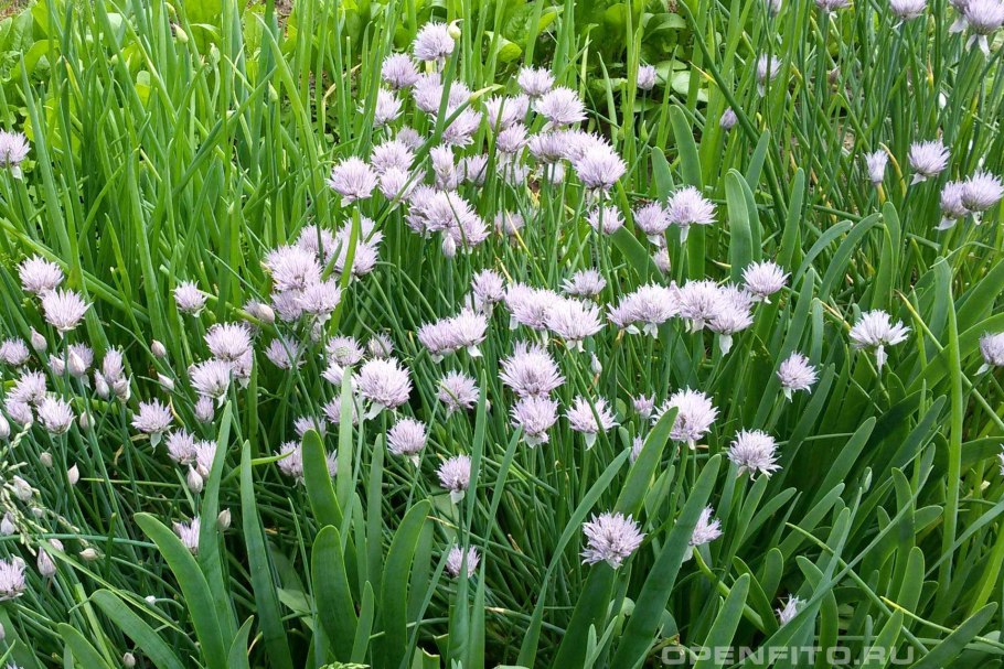 Allium roylei