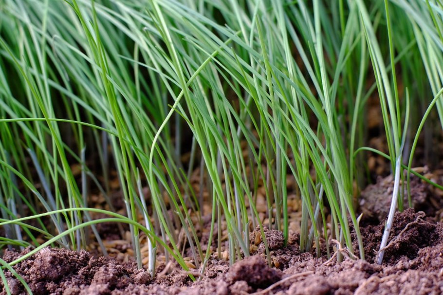 Черемша Лесная