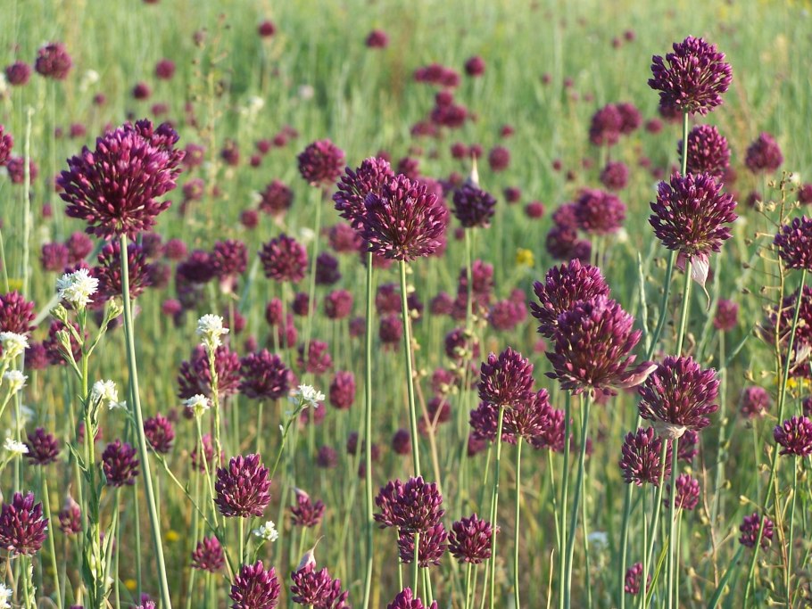 Дикий полевой лук