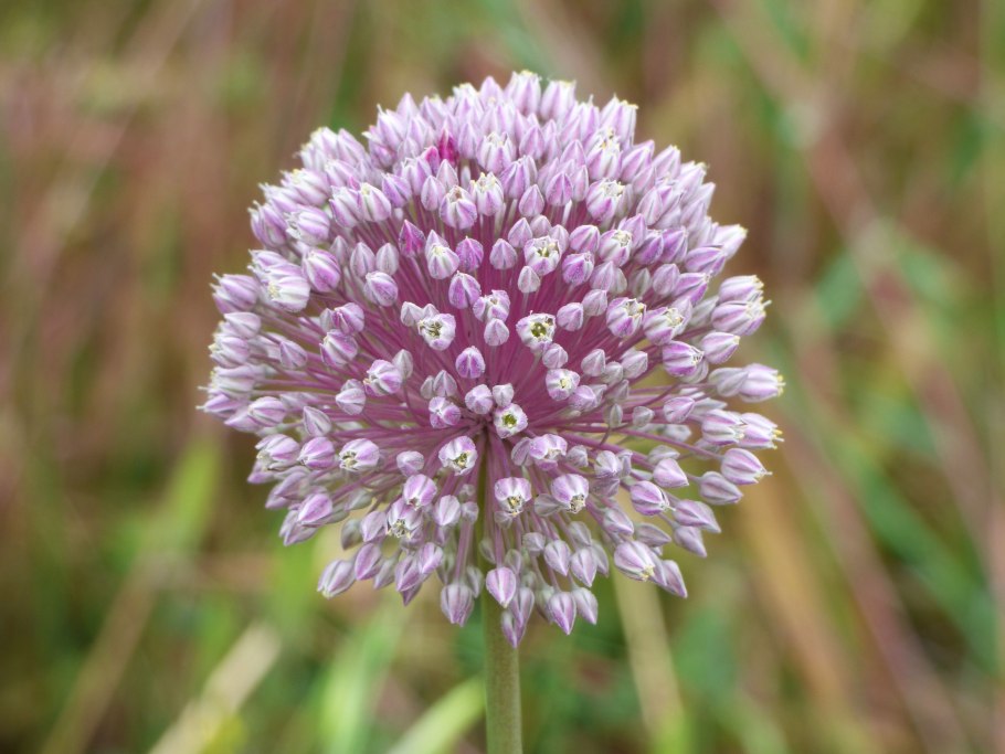 Allium schischkinii - биология
